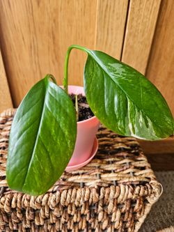 Monstera "Lechleriana Albo" (Pink pot)
