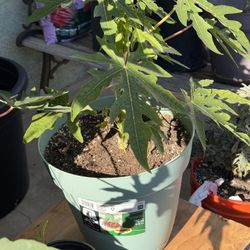 Papaya Plants 
