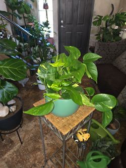 Golden Pothos in 7.5in new Green Pot