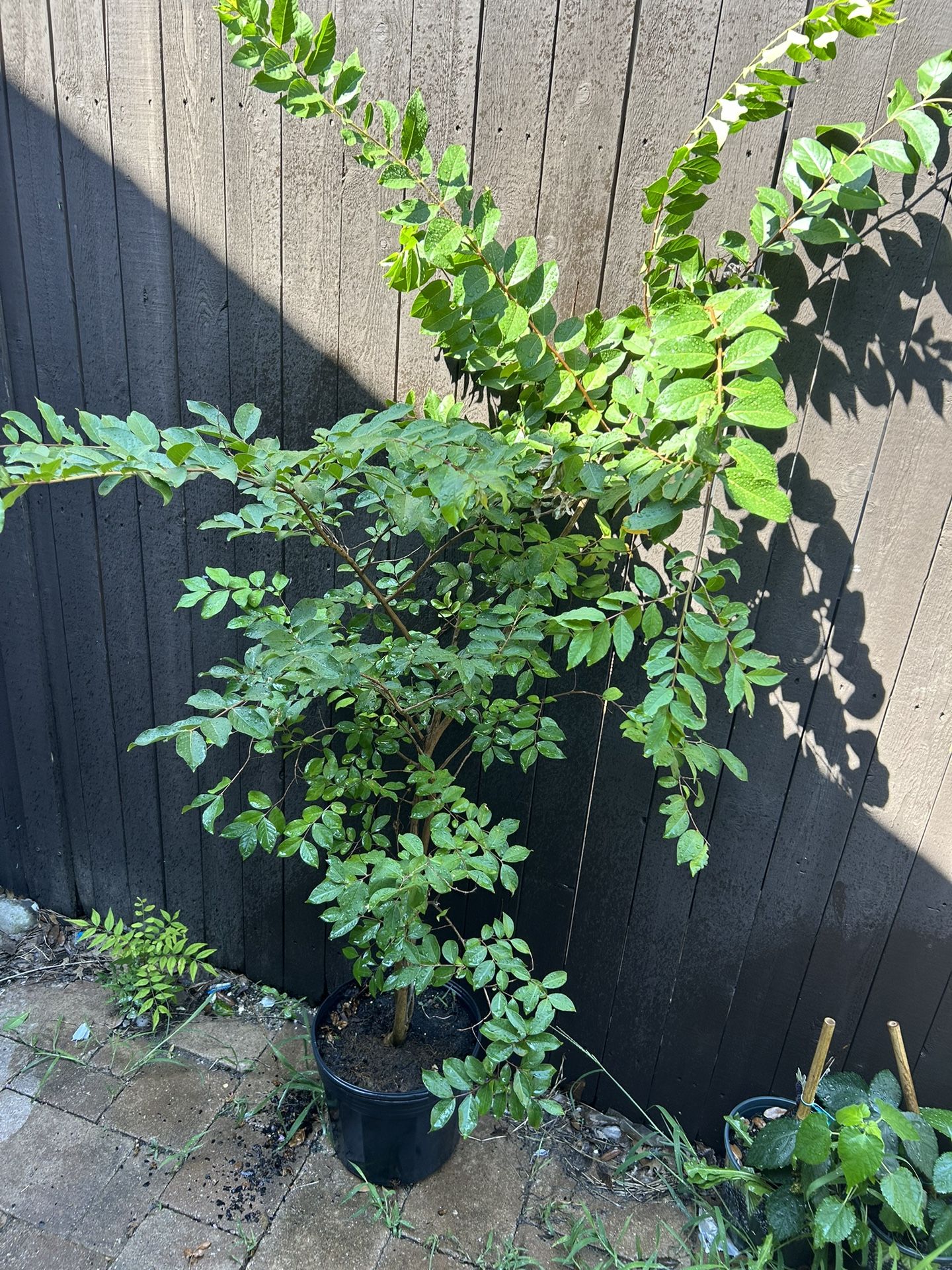 Natchez White Crape Myrtle