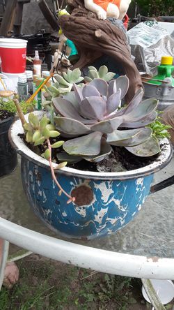 Variety of for succulents in pot