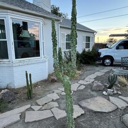 Totem, pole, cactus