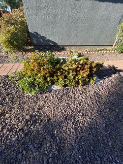Planta Gade