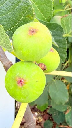 Fruiting Purple Bordeaux (VDB) Fig Tree – 5 Gallon – Established & Productive
