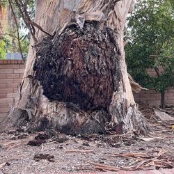 Huge Eucalyptus Tree Cutting Down - Burl For Sale 