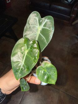 Alocasia pink balloon heart