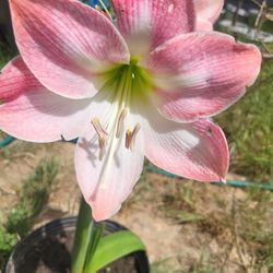 Pink And White Amaryllis Plant Five Gallon Pot 