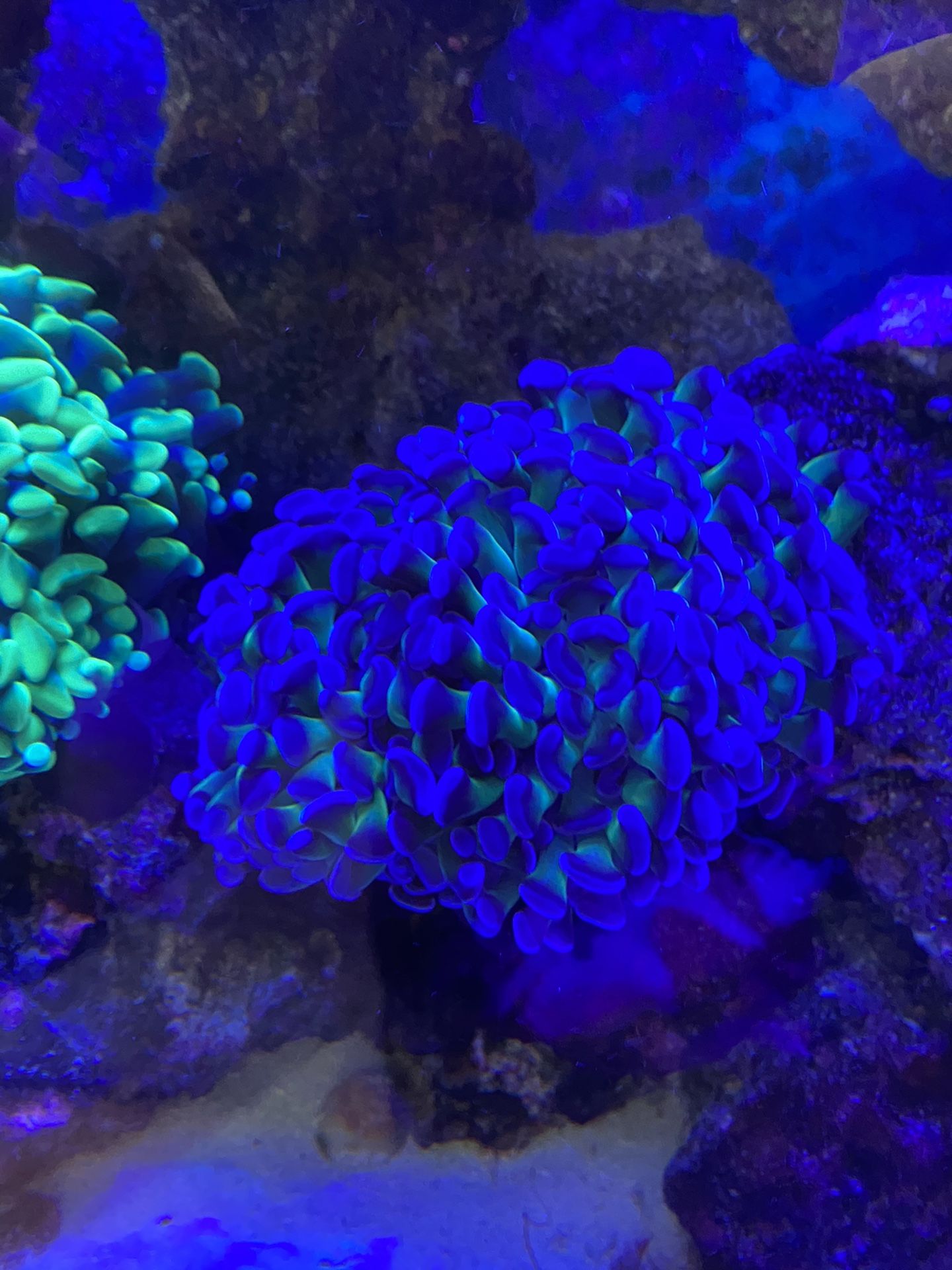 Saltwater coral Purple Hammer