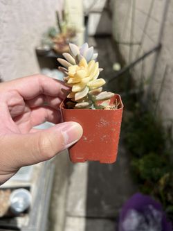 NOID Succulent Variegated