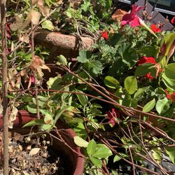 Many Different Plants From $10 To $35 Each.