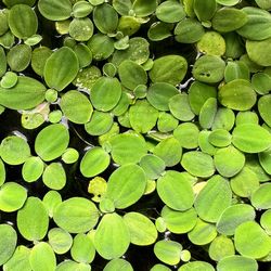 Dwarf Water Lettuce NO pest SNAILS