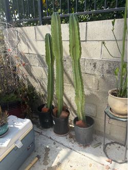 Large San Pedro cactus - 5 feet tall $75 each