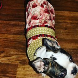Reversable dog coats for dog rescue