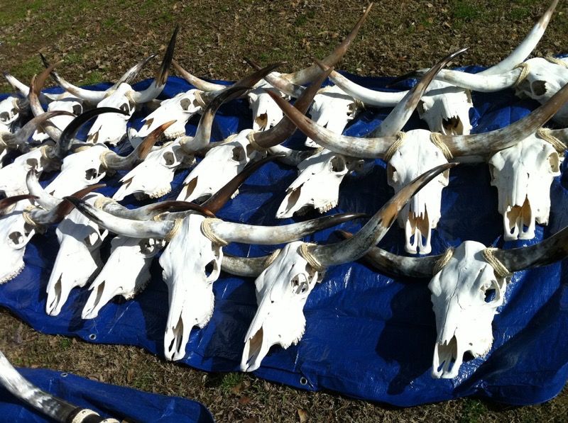 Authentic Texas longhorn skull with horns