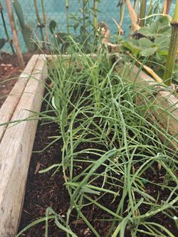 Cebollin,  Wild Mexican Onion