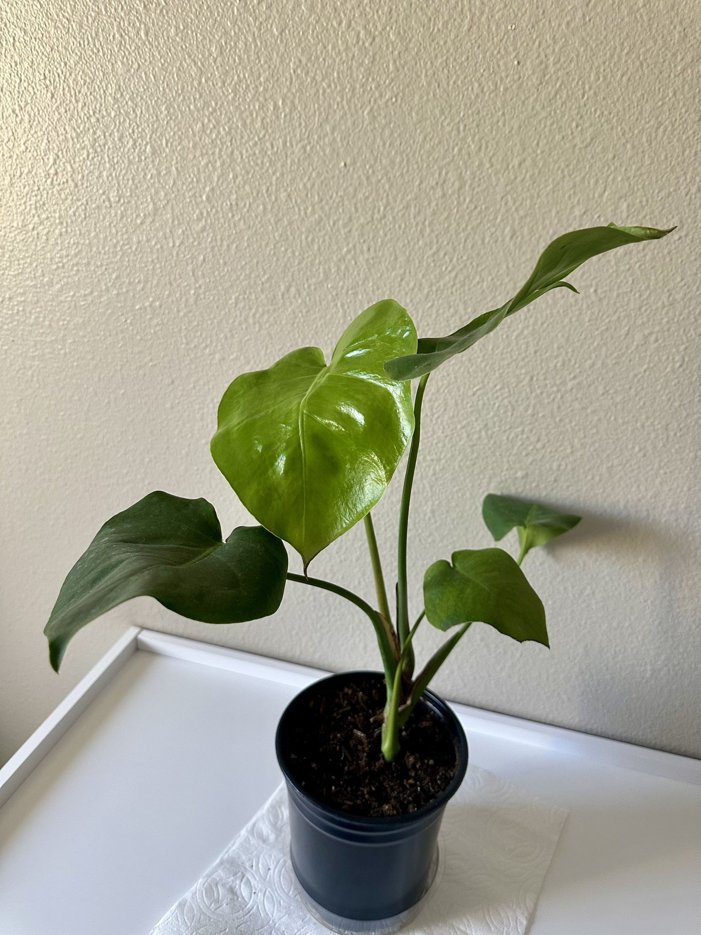 Monstera plant