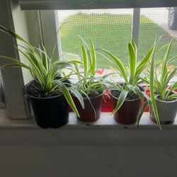 Plantas 5 Cada Una