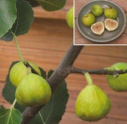 Fig tree (white marseilles)