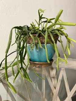 Large Jungle Cactus in Decorative Teal Planter – Easy Care