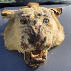 Lion Mount