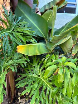 Free plants! Monstera + Dwarf red leaf bananna