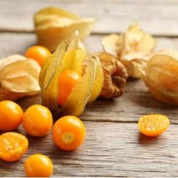 Ground cherry cape gooseberry  plant fruiting plamtas de aguaymanto en 3gal fruteando