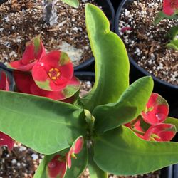 Euphorbia Milli Large Flower