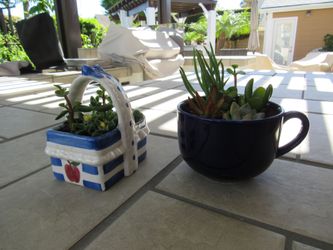 Set Of Blue/White Basket & Cup Garden Pots With Succulents