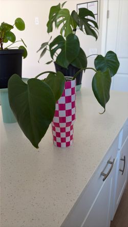 Monstera Plant