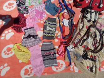 Small Dog lot