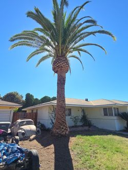 Queen palms,stumps,redwoods,eucalyptus.