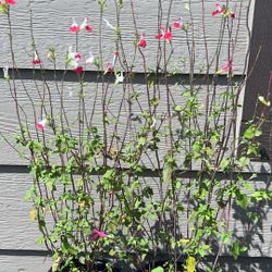 2 Hot Lips Plants. Hummingbird Favorites ! Salvia Both For $30
