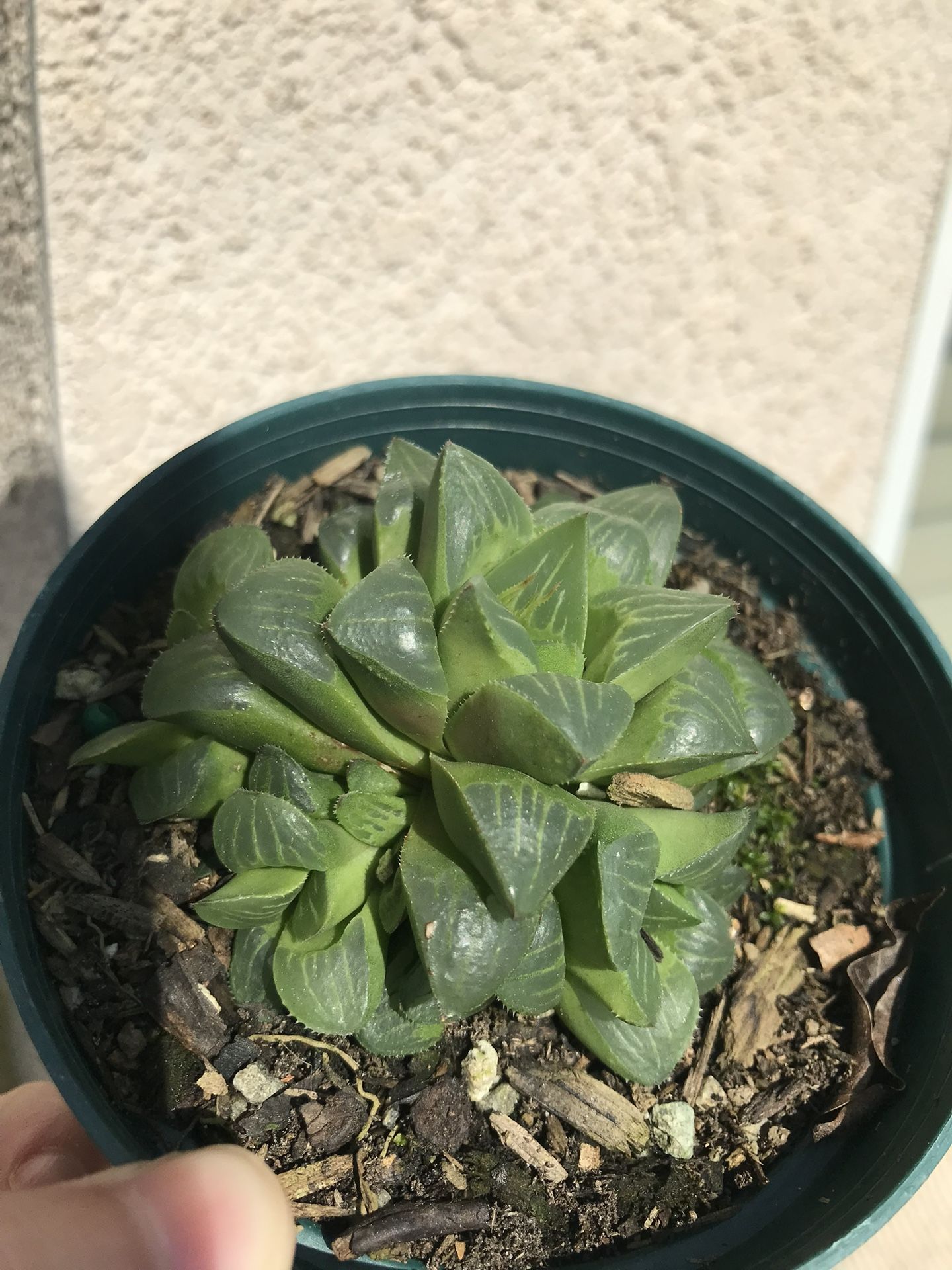 Succulent