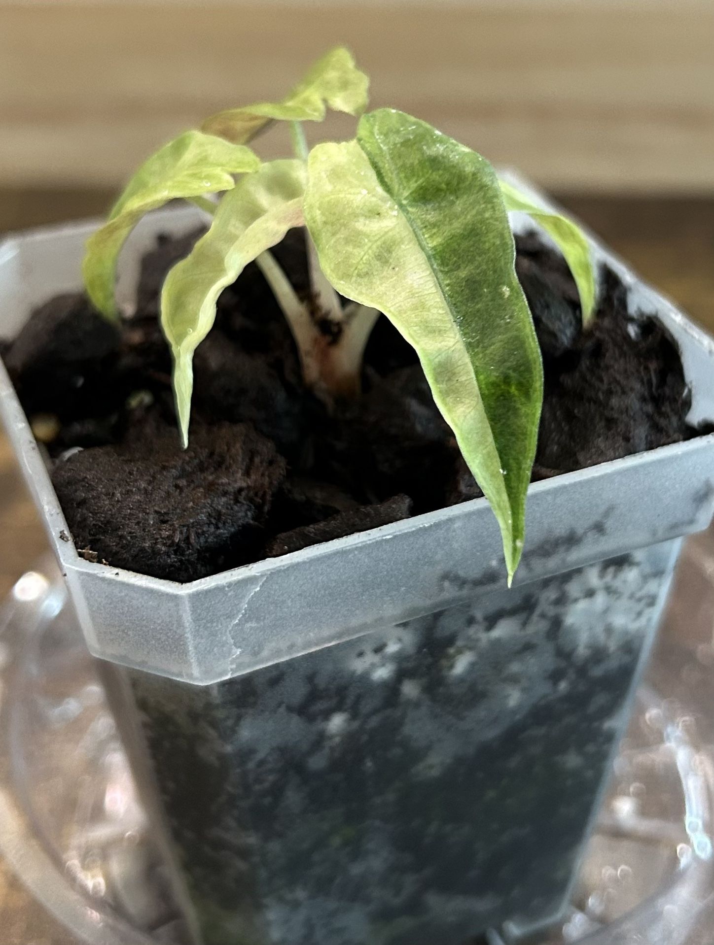 Alocasia Polly Aurea Variegated