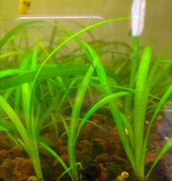 Dwarf Sagittaria aquarium plant
