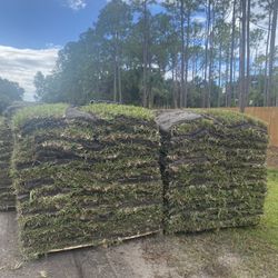 Top Quality, Cut to Order St. Augustine Sod 