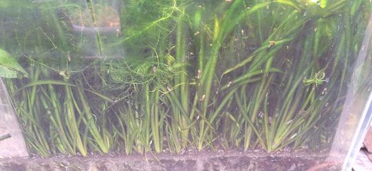 Aquarium or pond plant