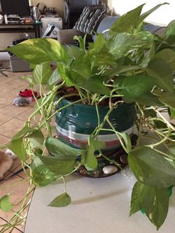 Planta