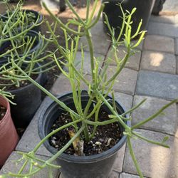 Pencil Cactus Forestcks Socclent Busch Plans Unexpected $15Each Price Firm