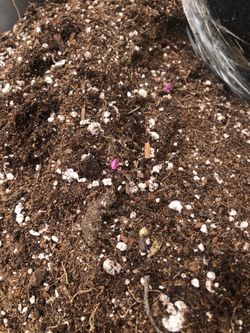 Tierra preparada para plantas