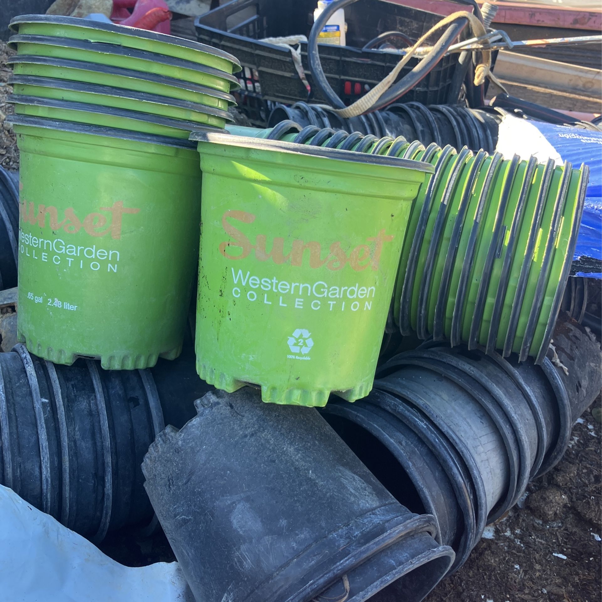 1 Galón Planters Contener