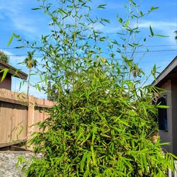 Large  Bamboo Plant (8 foot tall) in 20 gallon container