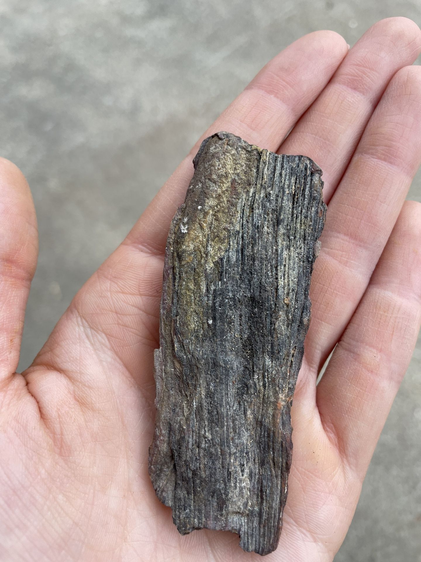 Collectible Fossil