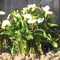 White Calla Lily Bulbs