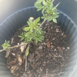 Organic Elderberry Plants