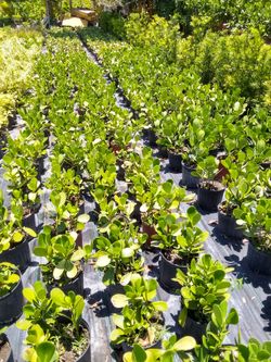 Clusia tree organic dirt