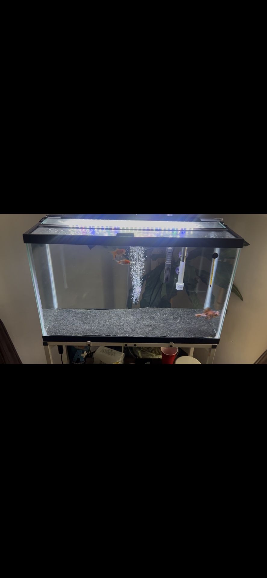 Whole 29 Gallon Tank Setup With Fancy Goldfish