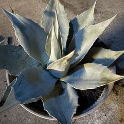 Whales Tongue Agave Plant 