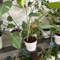 Monster In 6 Inches White Pat