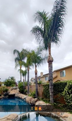 Palm Tree